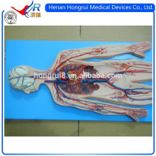 ISO Anatomical Model of Blood Circulation System